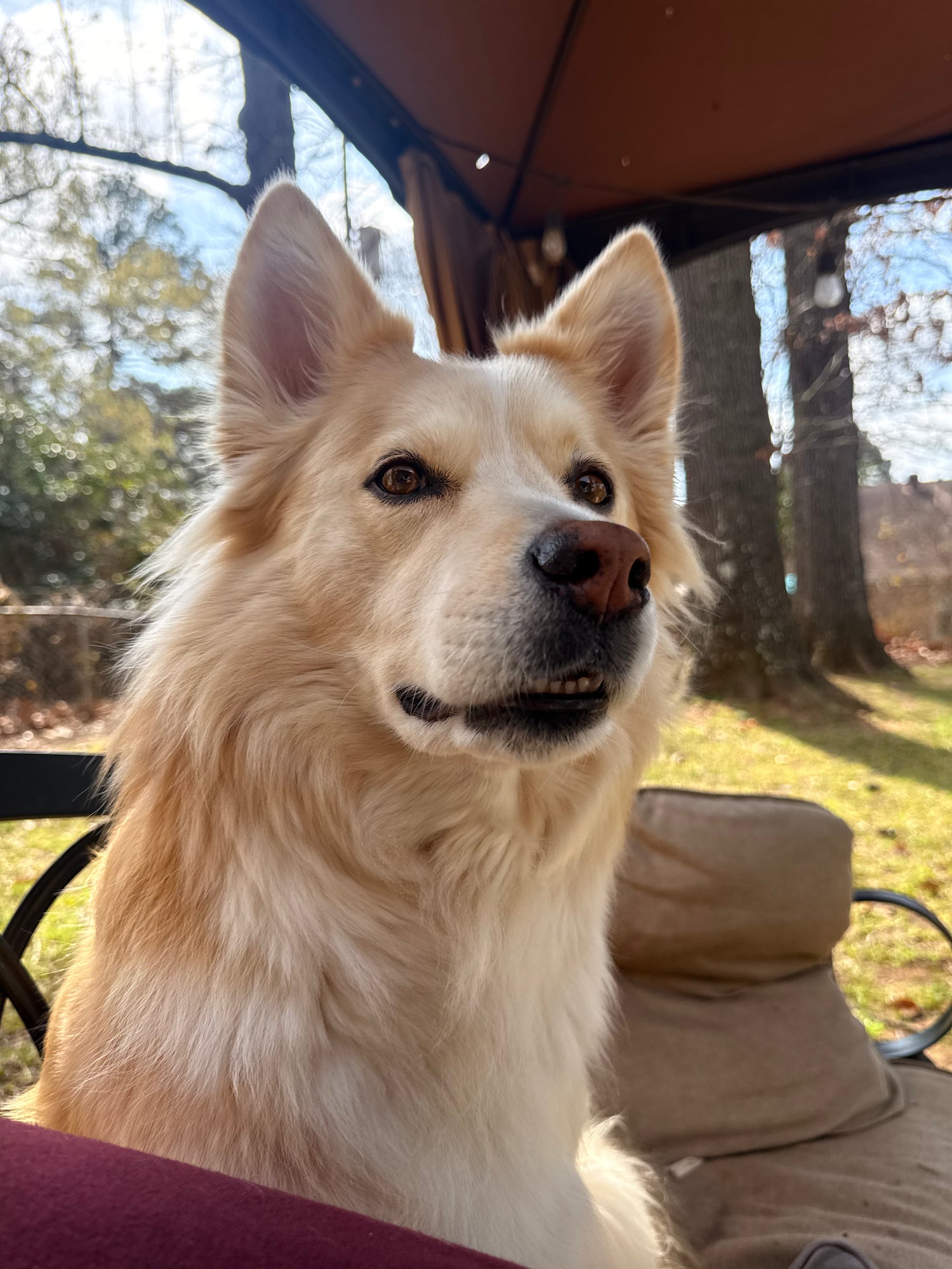 A fluffy cream and light tan dog sitting in a patio chair under a canopy, looking off-camera outdoors.